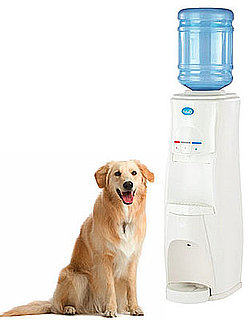 For the Thirsty Pet (And His Thirsty Family) . . .