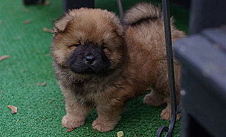 New Puppy Alert! Martha Stewart Names Ghenghis Khan
