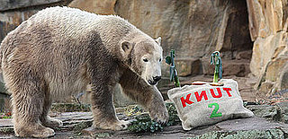 Happy Second Birthday, Knut the Cute!