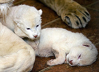 Guess What Animal?