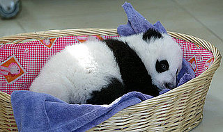 Nothing Brings on Giant Grins Like Baby Giant Pandas!