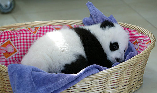 Nothing Brings on Giant Grins Like Baby Giant Pandas!