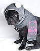 Pink Skulls on This Pretty Pug's Head: In the LINK of an Eye! 