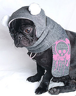 Pink Skulls on This Pretty Pug's Head: In the LINK of an Eye! 