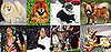 Most Missed Celebrity Pet or Celebripup?