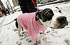 To the Rescue: Does My Dog Need a Jacket? 