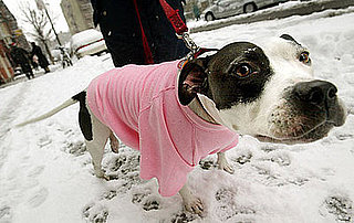 To the Rescue: Does My Dog Need a Jacket? 