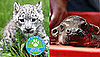 The Results Are In: Cutest New Zoo Baby