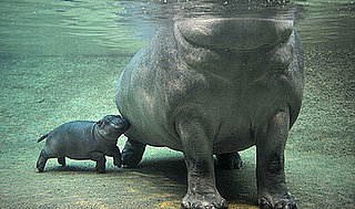 It's Swimtime For Berlin's Baby Hippo!