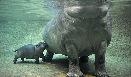 It's Swimtime For Berlin's Baby Hippo!