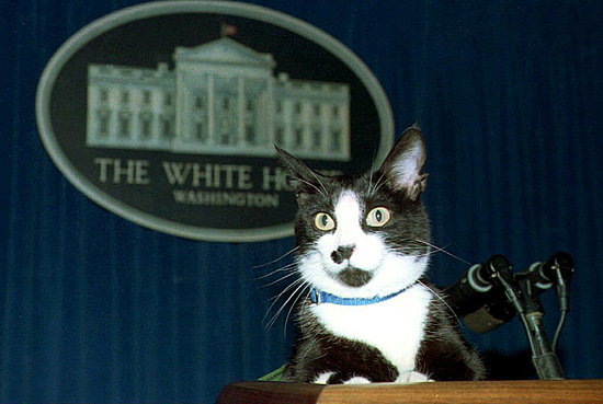 Nice Suit, Cat Nice Suit, Cat