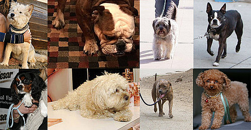 Who's Your Fave Furry Face of 2008?