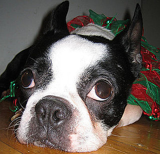Where Will Your Pets Be Christmas Morning?