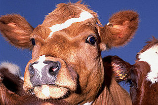 Is the Government Mad For Not Testing More Cows?