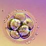 Catholic Bishops Condemn Embryonic Stem Cell Research
