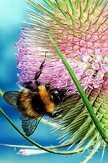 Honey Bees Are Disappearing
