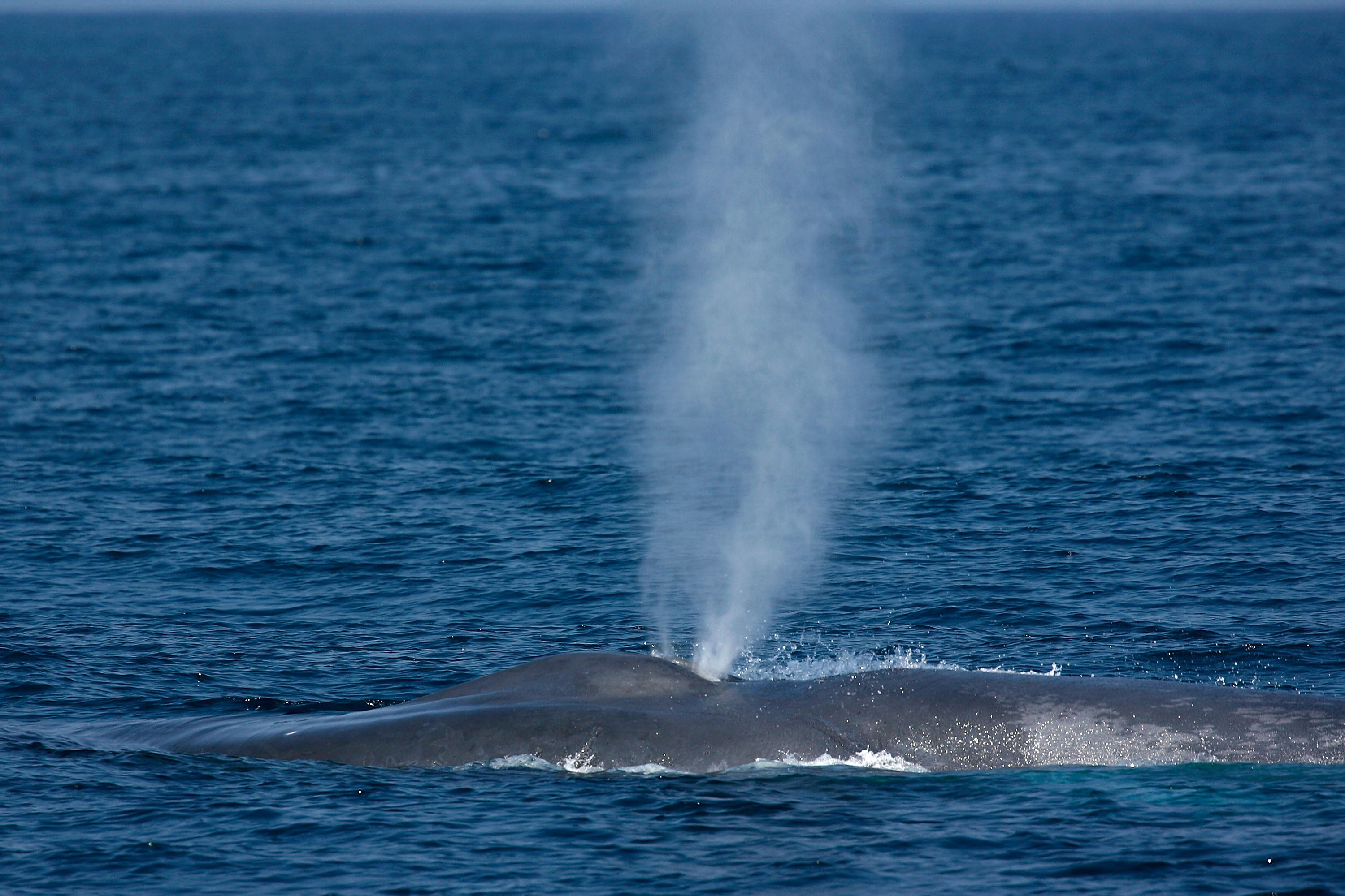 A Blue Whale spotted in California. A Blue Whale spotted in California.