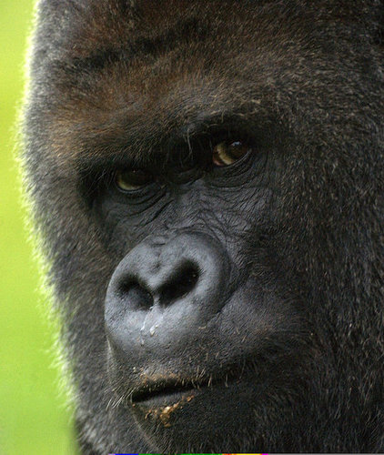 70 Percent of Asia's Primates are Endangered
