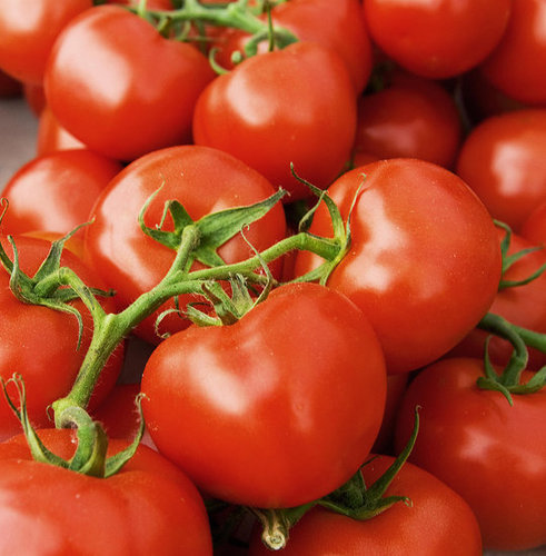 Tomato Growers Seek Payback For Salmonella