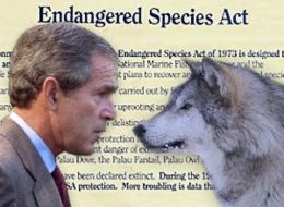 Administration Diverts Comments On New Endangered Species Act