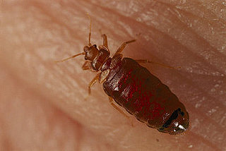 Itching to Travel? Yeah, Bedbugs Are Too. . . 