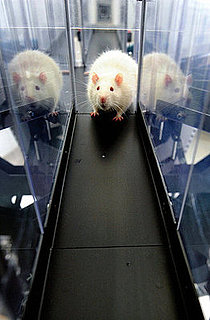 Britain Has More Rats Than People: Commence Squirming Now
