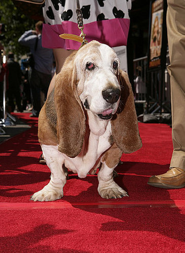 Gracie the Dog Gracie the Dog