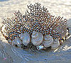 Shell Tiaras