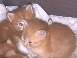 No These Are Not My Kittens!