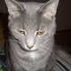 rowlkitty