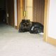 fuzzles's picture