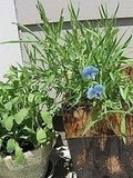 My Garden June 