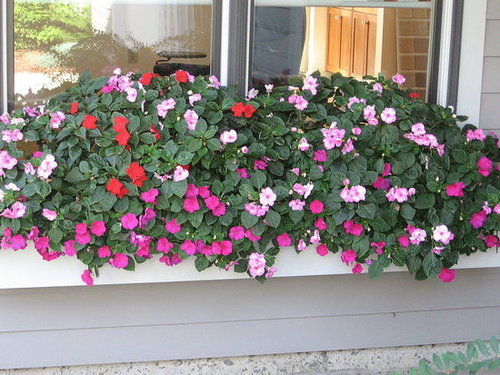My August Garden