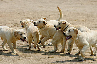 Cloned Dogs Fighting Crime in South Korea