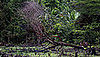 Eco Paradox: Clean Air Bad for Rain Forest?