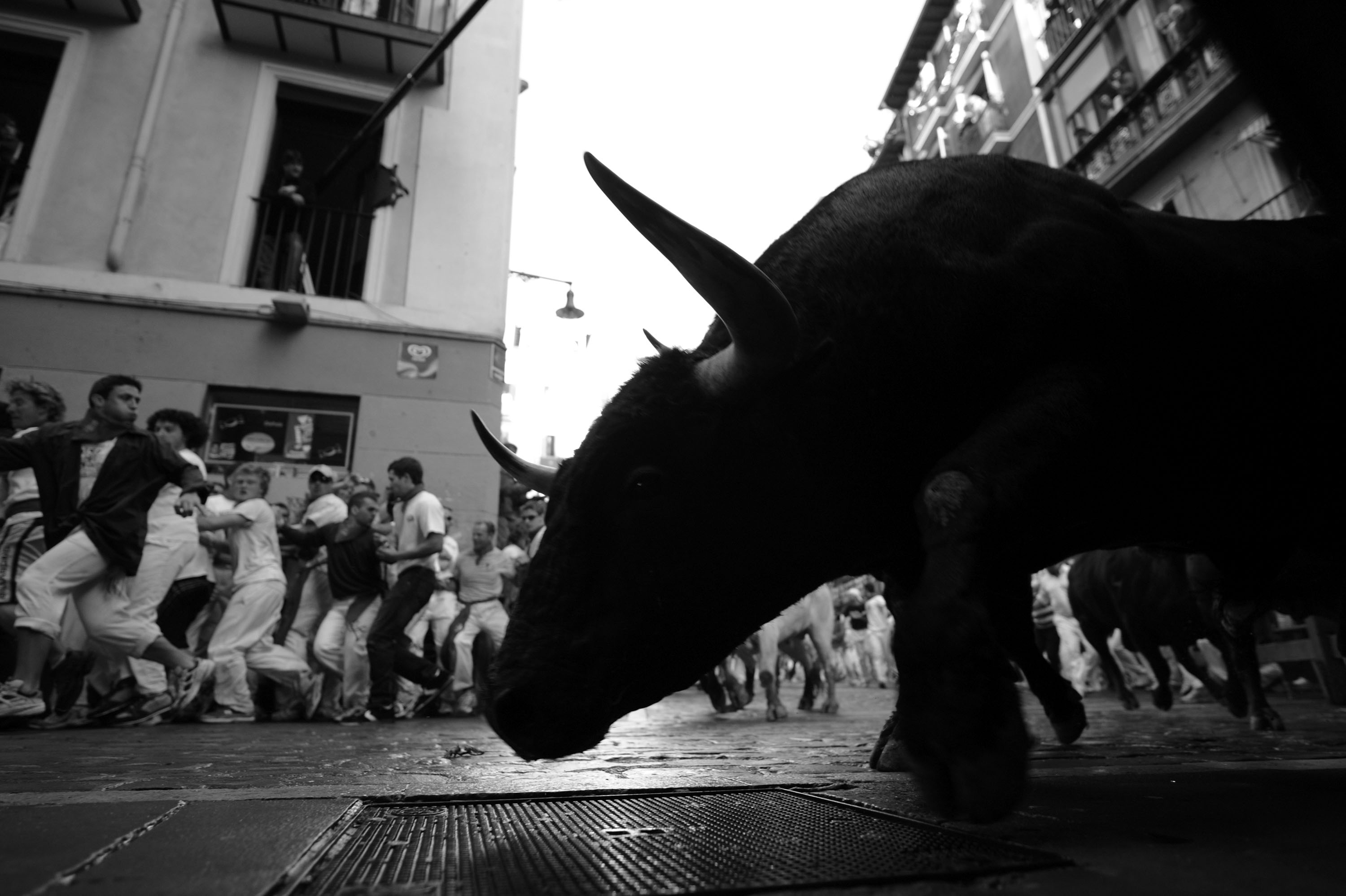 A fighting bull takes the curve. A fighting bull takes the curve.