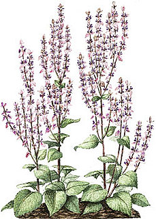 Clary Sage