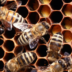 royal jelly