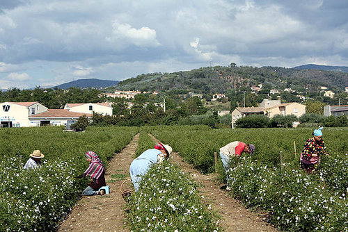 The Fields of Jasmine The Fields of Jasmine