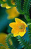 evening primrose oil