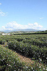 Chanel No 5 Tour of Grasse, France Jasmine Flower Fields Chanel No 5 Tour of Grasse, France Jasmine Flower Fields