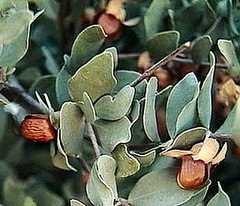 Jojoba Oil