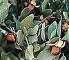 Jojoba Oil