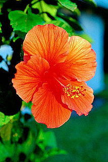 hibiscus