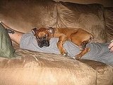 Sleepy Beef
