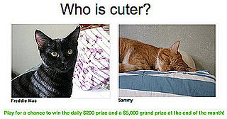 Have You Played "Which Pet Is Cuter?" for Money Yet?!