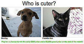 Could You Pick "Which Pet Is Cuter?" for $5,000?