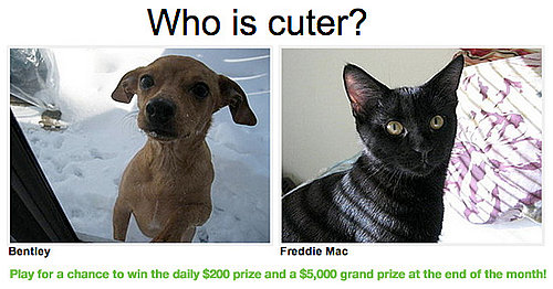 Could You Pick "Which Pet Is Cuter?" for $5,000?