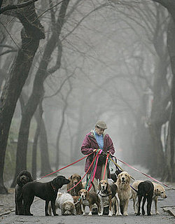 Do You Have a Dog Walker? 