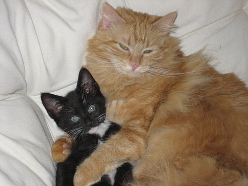 Do Tell: Do Your Pets Cuddle? 